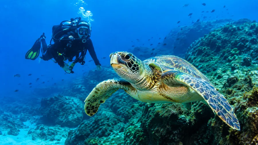 Duiken in Zuid-Tenerife en Beste Duiklocaties