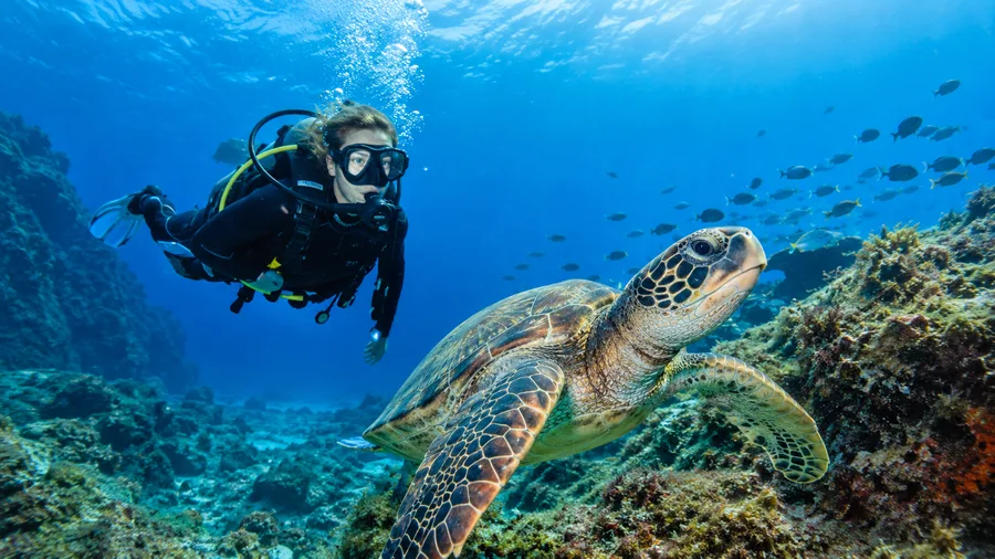 Beginnersgids voor duiken in Tenerife